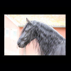 Filmtier-Park Eschede 067 .jpg