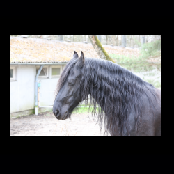 Filmtier-Park Eschede 068 .jpg