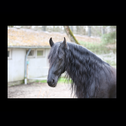 Filmtier-Park Eschede 069 .jpg