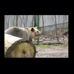 Filmtier-Park Eschede 070 .jpg