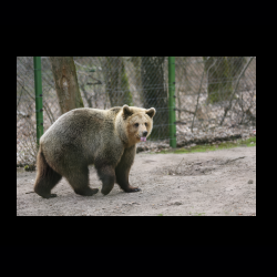 Filmtier-Park Eschede 072 .jpg