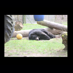 Filmtier-Park Eschede 074 .jpg