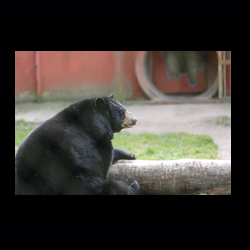 Filmtier-Park Eschede 075 .jpg