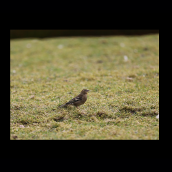 Filmtier-Park Eschede 076 .jpg