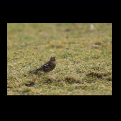 Filmtier-Park Eschede 077 .jpg