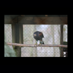 Filmtier-Park Eschede 079 .jpg