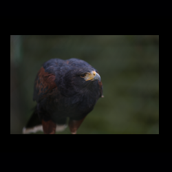 Filmtier-Park Eschede 081 .jpg