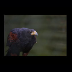 Filmtier-Park Eschede 082 .jpg