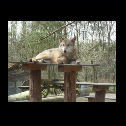 Filmtier-Park Eschede 083 .jpg