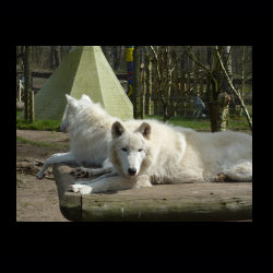 Filmtier-Park Eschede 085 .jpg