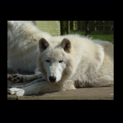 Filmtier-Park Eschede 086 .jpg