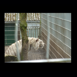 Filmtier-Park Eschede 087 .jpg