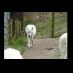 Filmtier-Park Eschede 088 .jpg