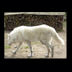 Filmtier-Park Eschede 090 .jpg