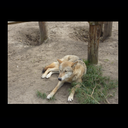Filmtier-Park Eschede 091 .jpg
