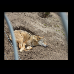 Filmtier-Park Eschede 093 .jpg