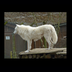 Filmtier-Park Eschede 095 .jpg