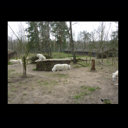 Filmtier-Park Eschede 097 .jpg