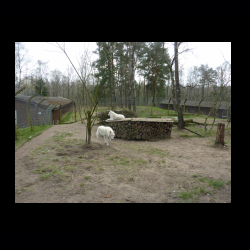 Filmtier-Park Eschede 098 .jpg