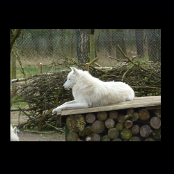 Filmtier-Park Eschede 099 .jpg