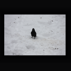 FIMG 6803 - IMG 6803.jpg