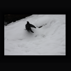 FIMG 6810 - IMG 6810.jpg