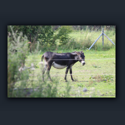 Essehof 009 - ea1.jpg