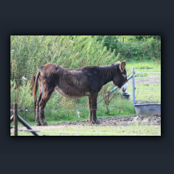 Essehof 011 - ea3.jpg