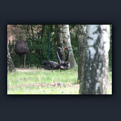 Essehof 034 - schw.jpg