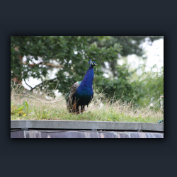 Essehof 045 - v02.jpg