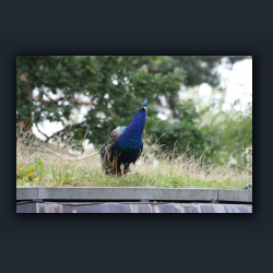 Essehof 046 - v03.jpg