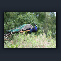 Essehof 051 - v15.jpg