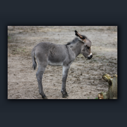 Essehof 052 - ye02.jpg