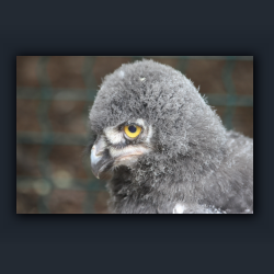 Essehof 054 - yu03.jpg