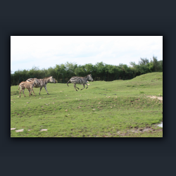 Essehof 061 - z05.jpg