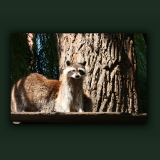 Zoo015.jpg