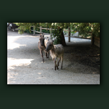 Zoo023.jpg