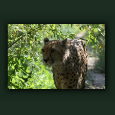 Zoo059.jpg
