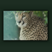 Zoo070.jpg