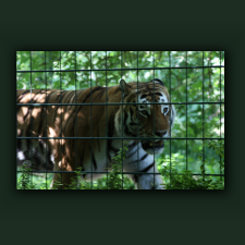 Zoo089.jpg