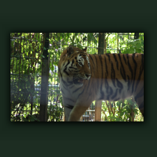 Zoo090.jpg