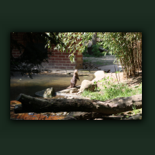 Zoo091.jpg